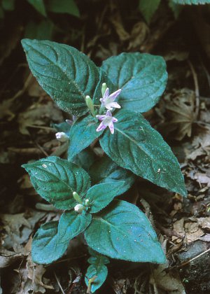 zVULCi\E