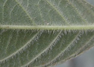 葉(裏)