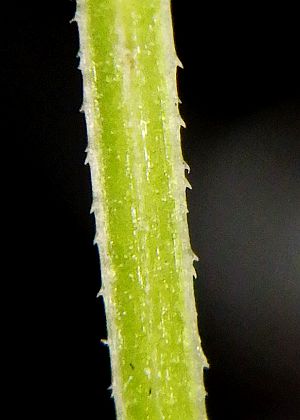 茎