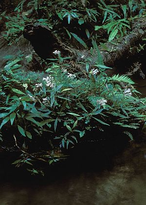 iKoCiQ