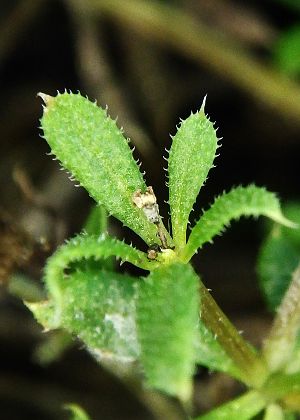 小葉