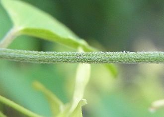 茎
