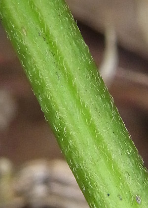 茎