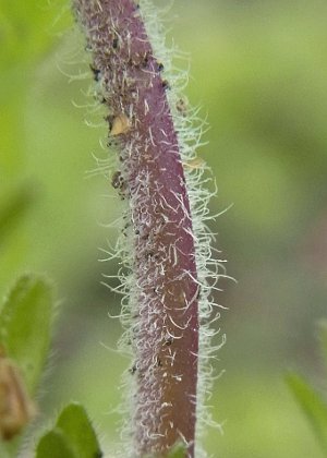 茎