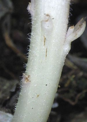 茎上部の毛
