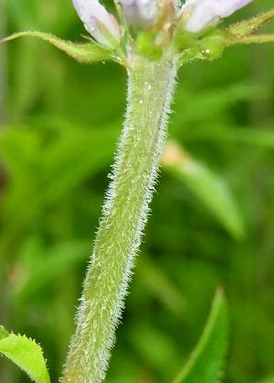 茎