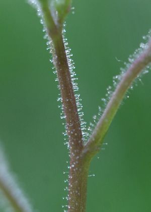 花柄