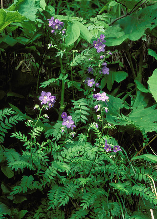 ヒダカハナシノブ1