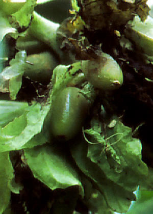 �ʎ�(�t��)