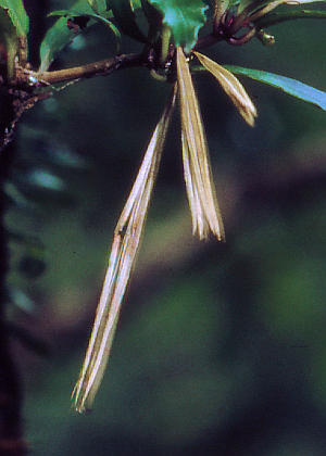 �ʎ�(����)