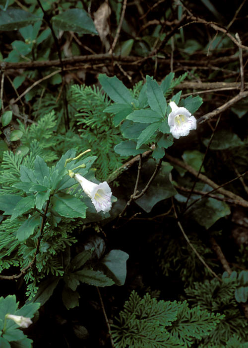 タイワンシシンラン1