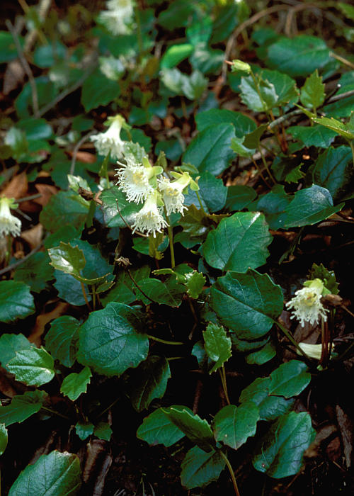 ヒメイワカガミ1