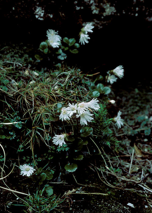 ヒメコイワカガミ1