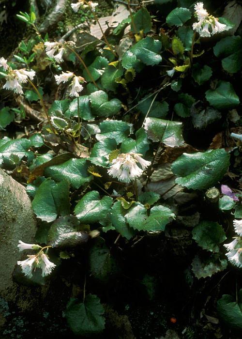 ナンカイヒメイワカガミ1