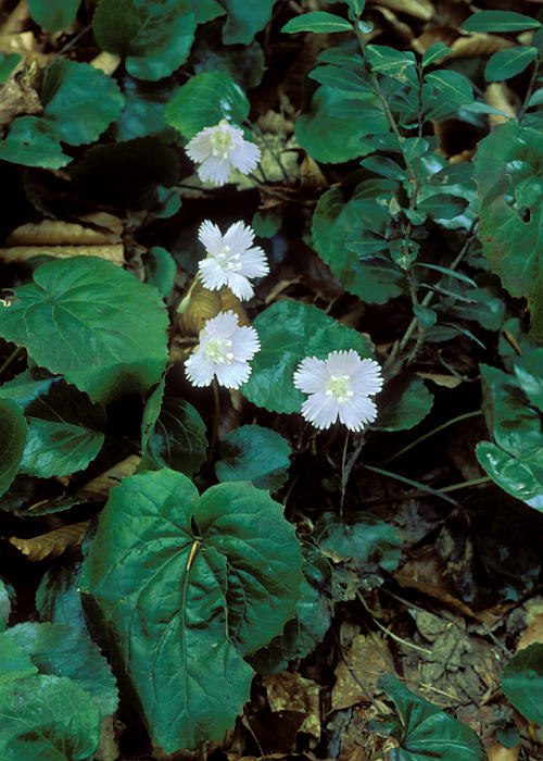 �V���o�i�C���E�`��