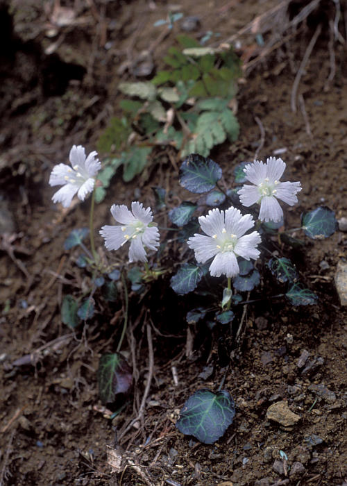 �V���o�i�R�C���E�`��(����)