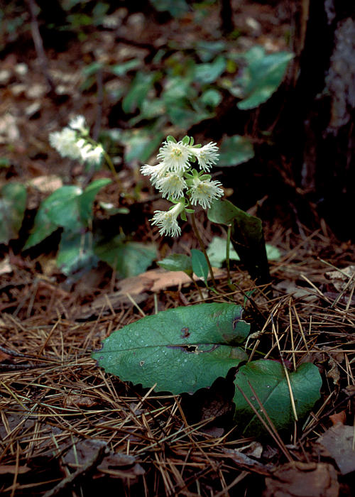 ヤマイワカガミ1