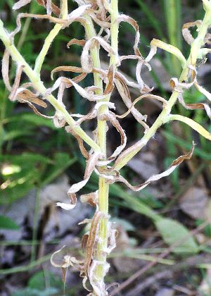 枯れた茎下部の葉