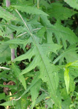 葉2(羽状深裂)