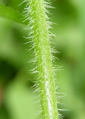 茎