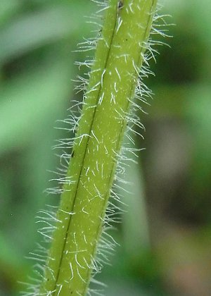 茎