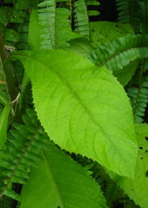 茎葉
