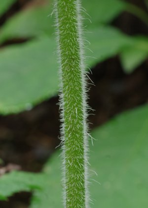 茎