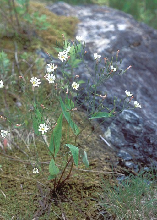 VoijKi