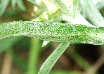 茎葉(裏)