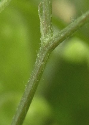 茎