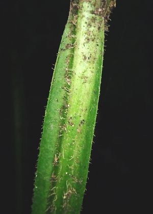 茎(翼)