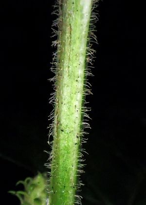 茎(毛)