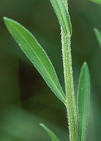 茎・葉