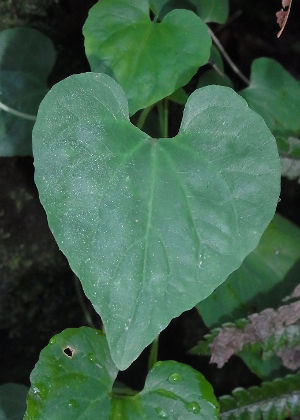 葉(表)