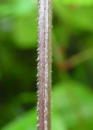 茎