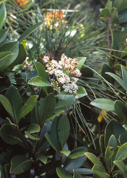 ムニンネズミモチ1