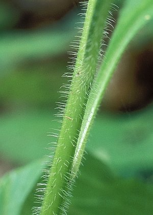 茎(毛)
