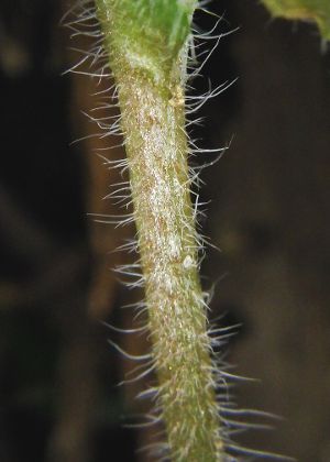 茎