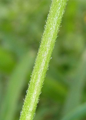 茎