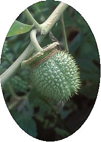 ʎ