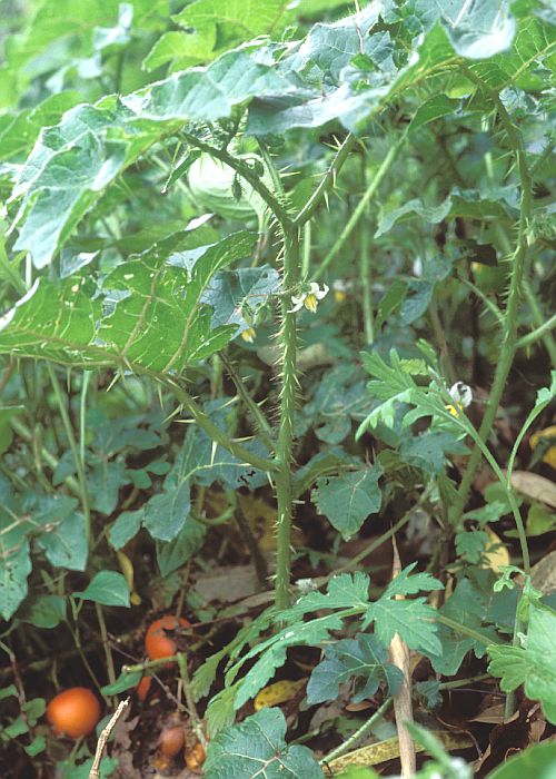 キンギンナスビ1