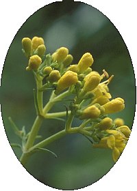 花冠