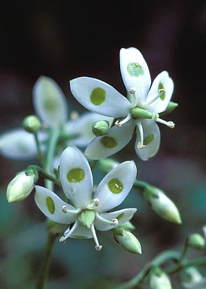 花1
