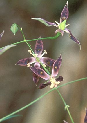 花2