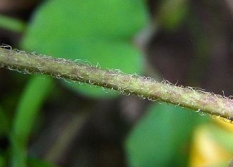 茎