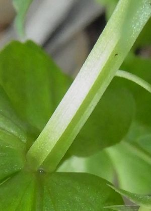 茎