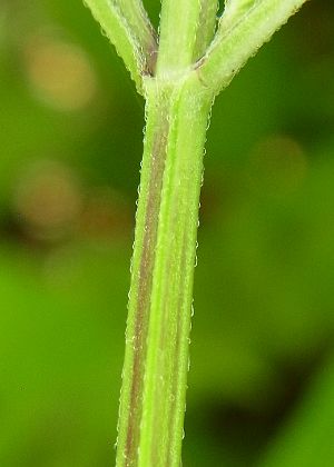 茎