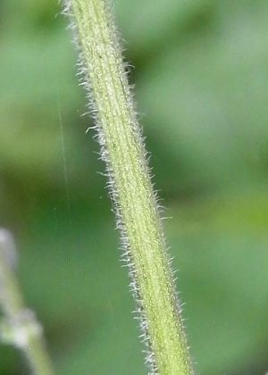 茎