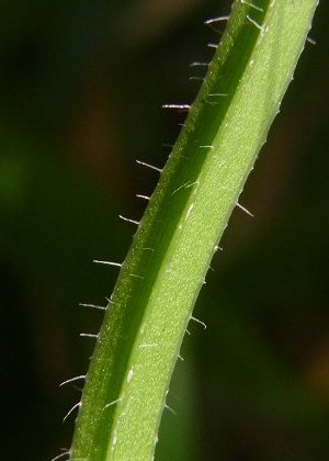 茎