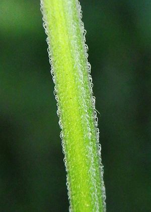 茎
